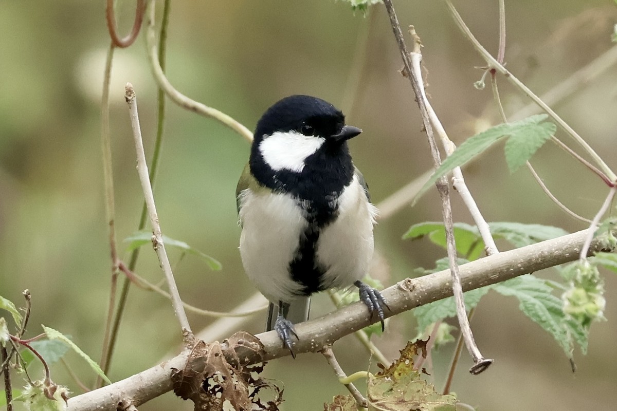 Asian Tit - ML642694274