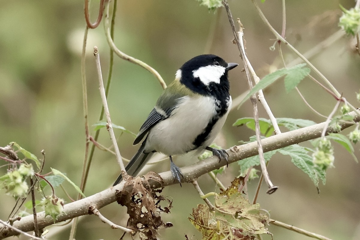 Asian Tit - ML642694275
