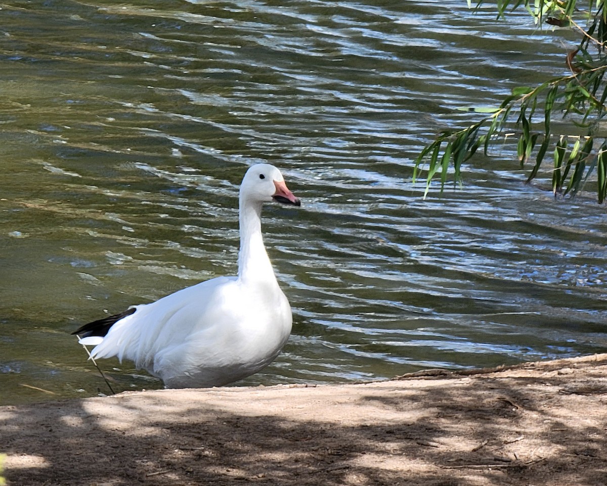 Snow Goose - ML642694276