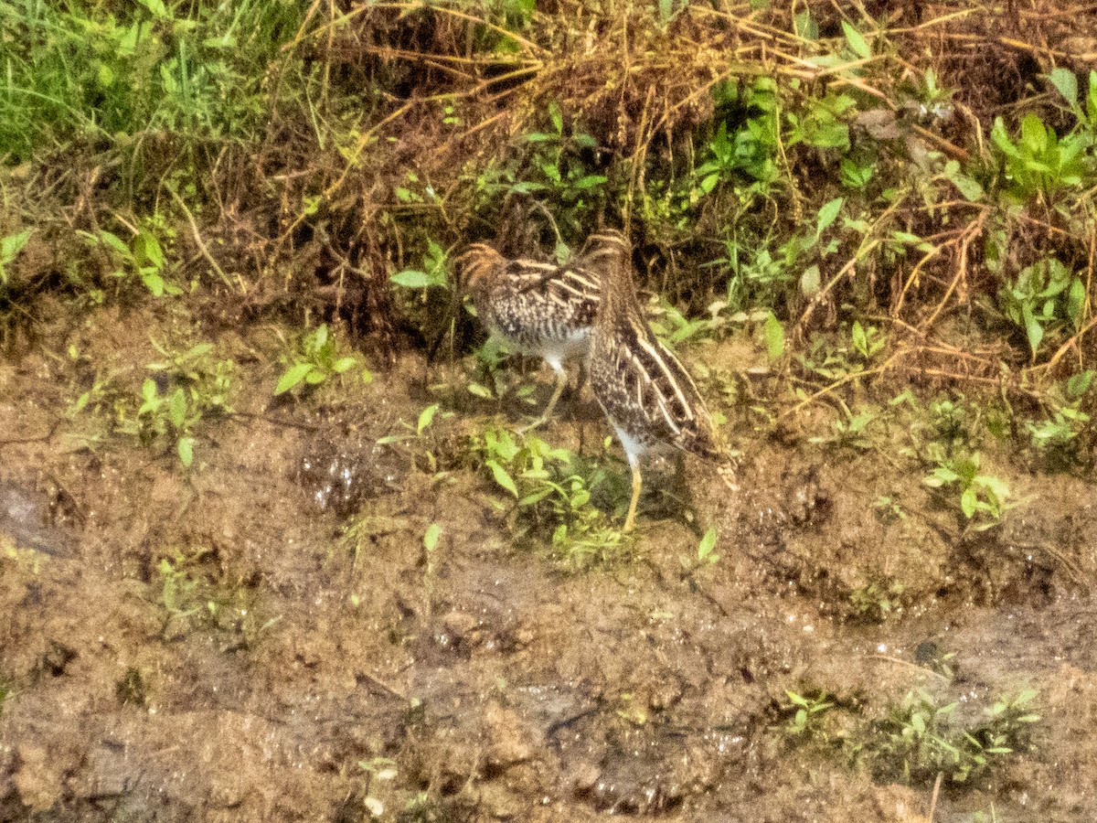 Wilson's Snipe - ML642694277
