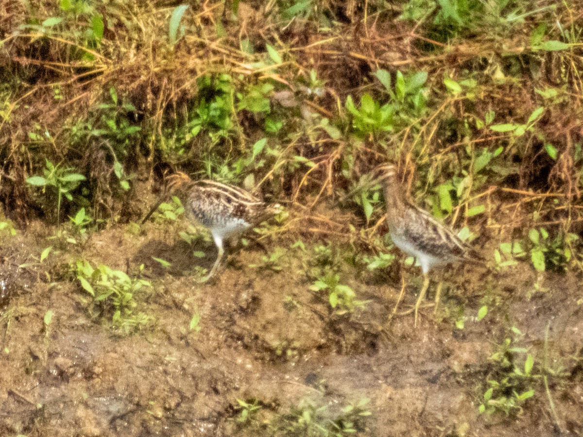 Wilson's Snipe - ML642694278
