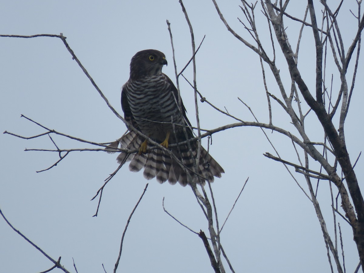 Madagascar Sparrowhawk - ML642694280