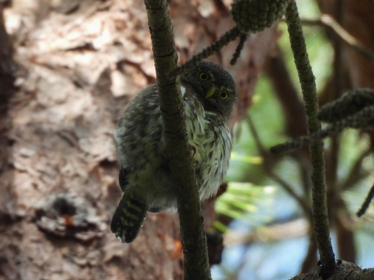 Northern Pygmy-Owl (Guatemalan) - ML642694283