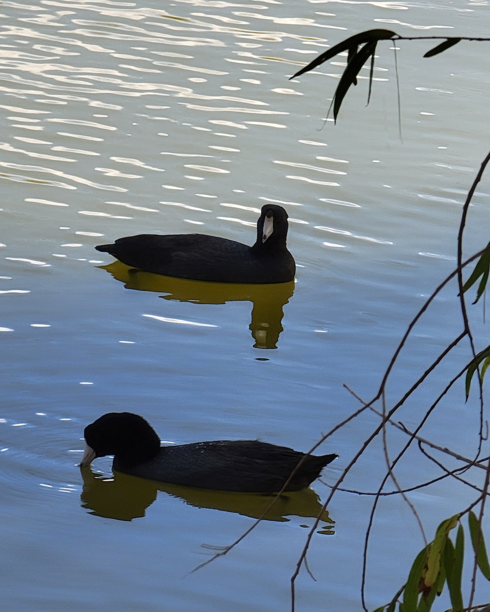 American Coot - ML642694284