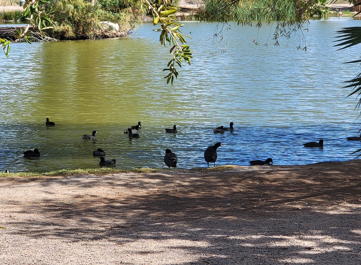 American Coot - ML642694285