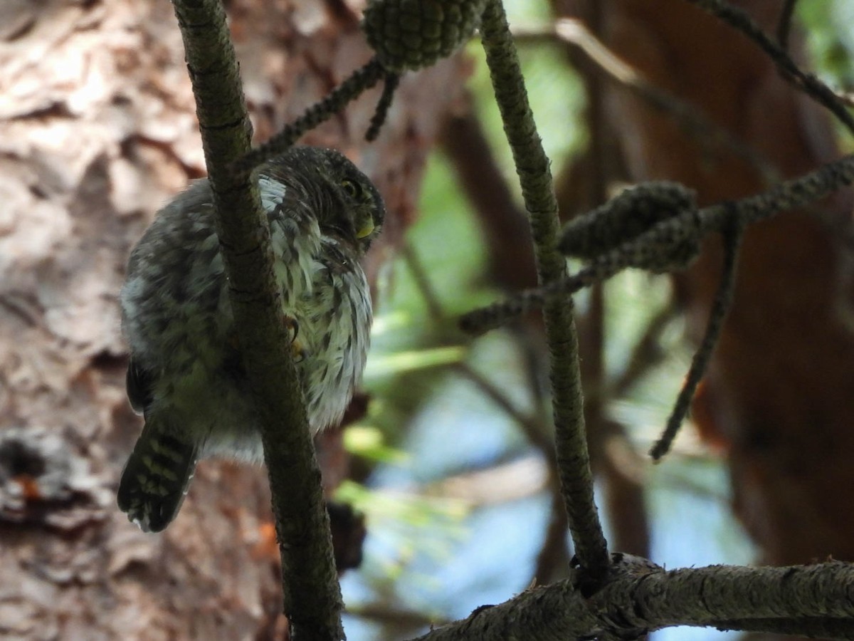 Northern Pygmy-Owl (Guatemalan) - ML642694286