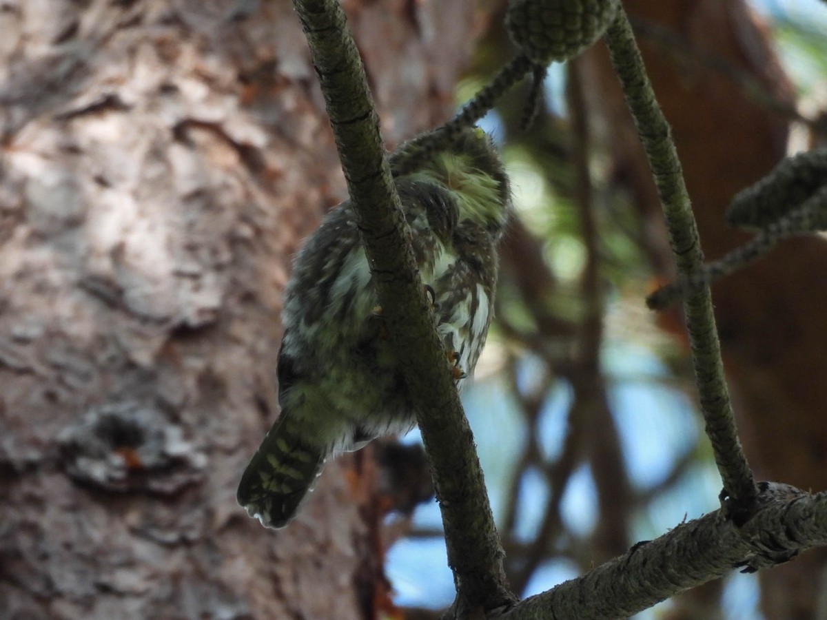 Northern Pygmy-Owl (Guatemalan) - ML642694287