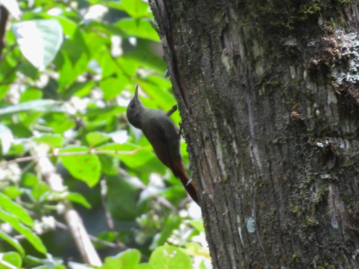Olivaceous Woodcreeper - ML642694288