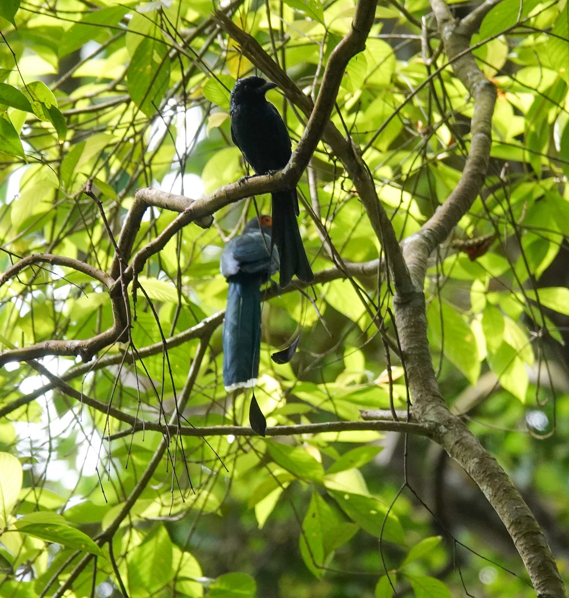 Greater Racket-tailed Drongo - ML642694304