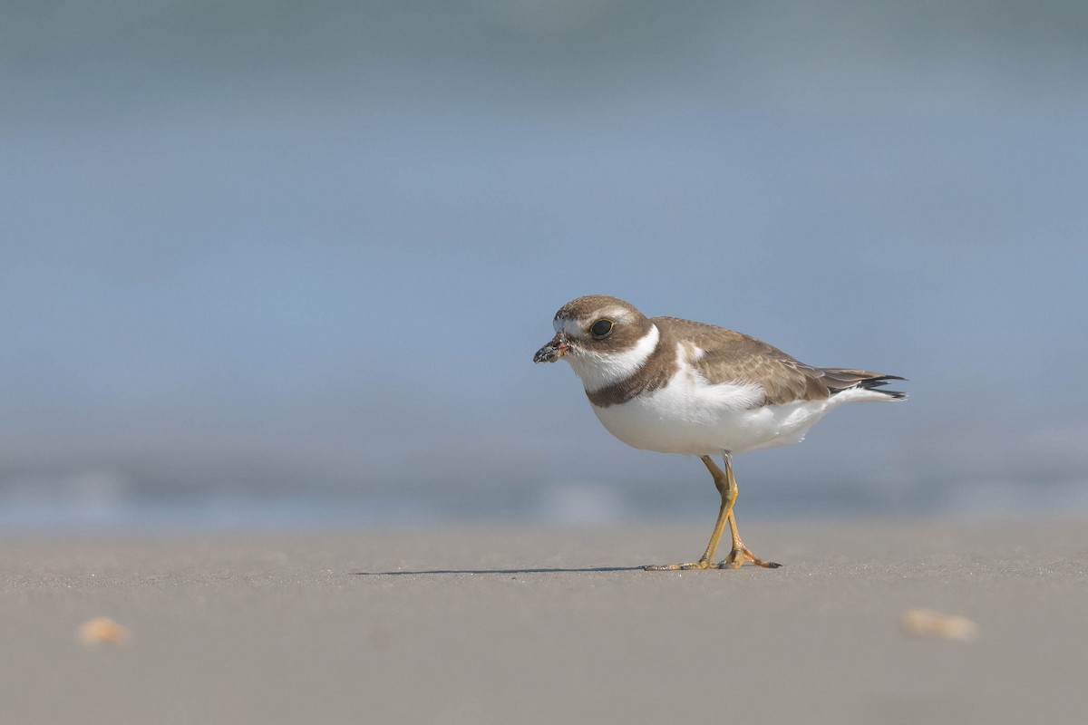 Semipalmated Plover - ML642694305