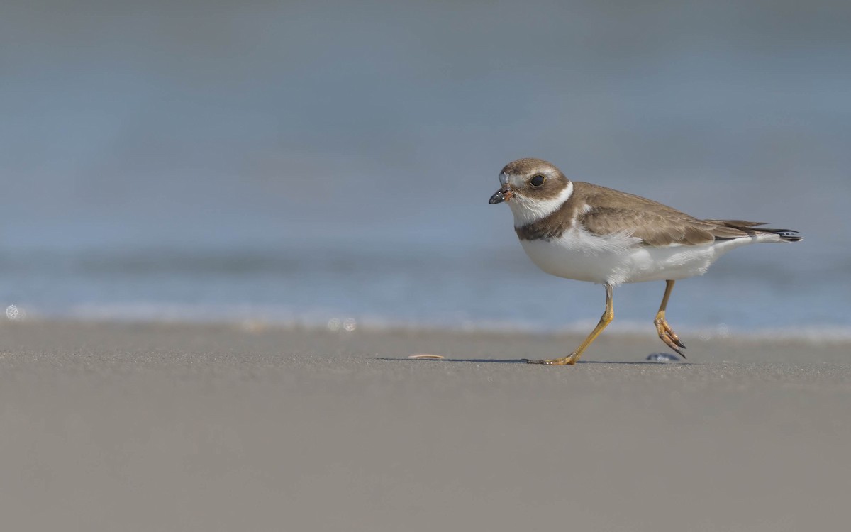 Semipalmated Plover - ML642694306