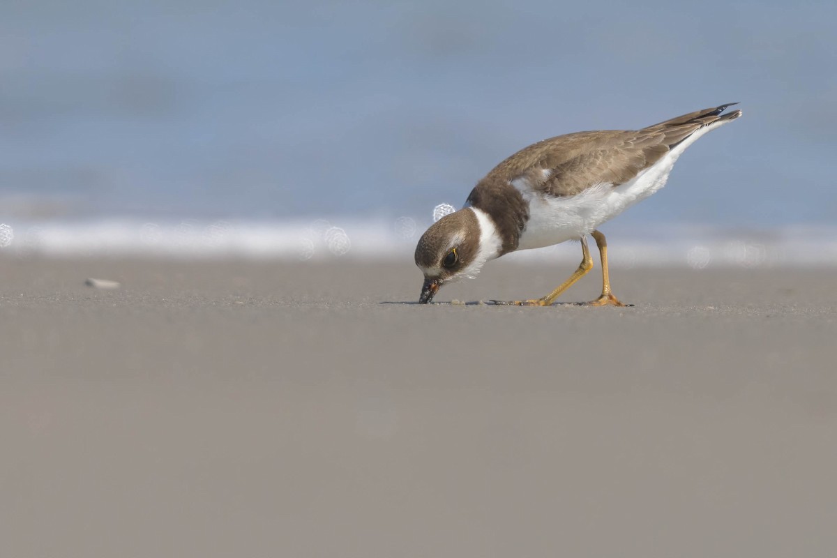 Semipalmated Plover - ML642694307