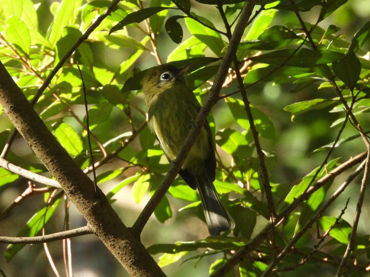 Eye-ringed Flatbill - ML642694310