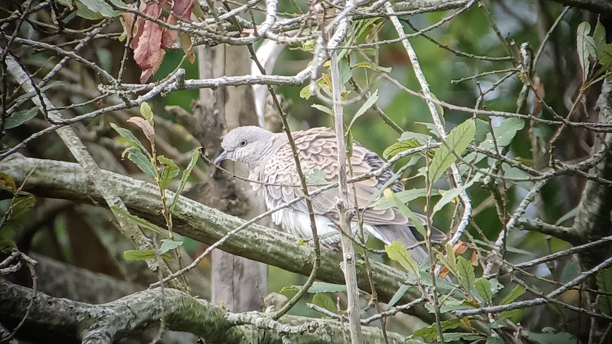 European Turtle-Dove - ML642694312