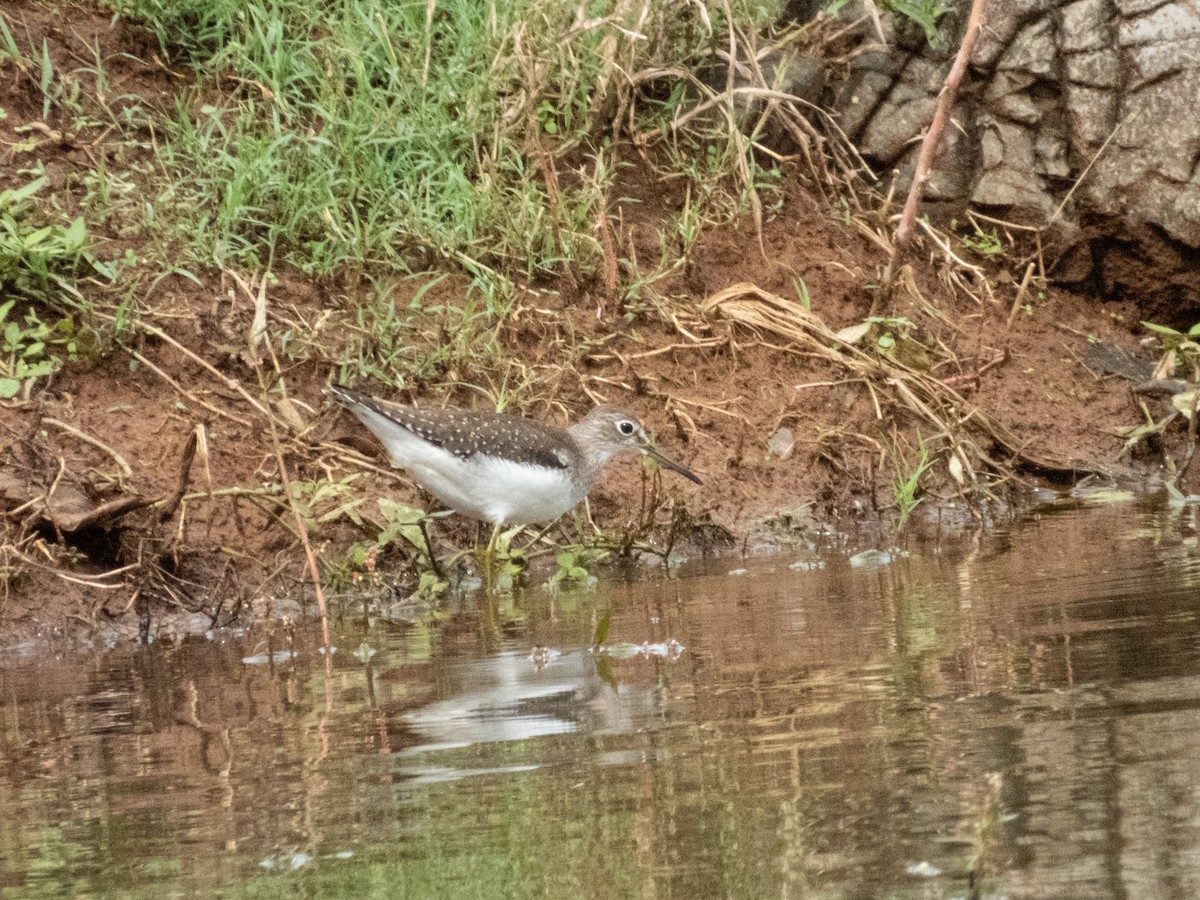 Solitary Sandpiper - ML642694321