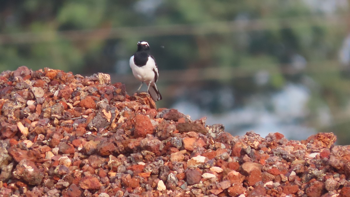 White-browed Wagtail - ML642694323