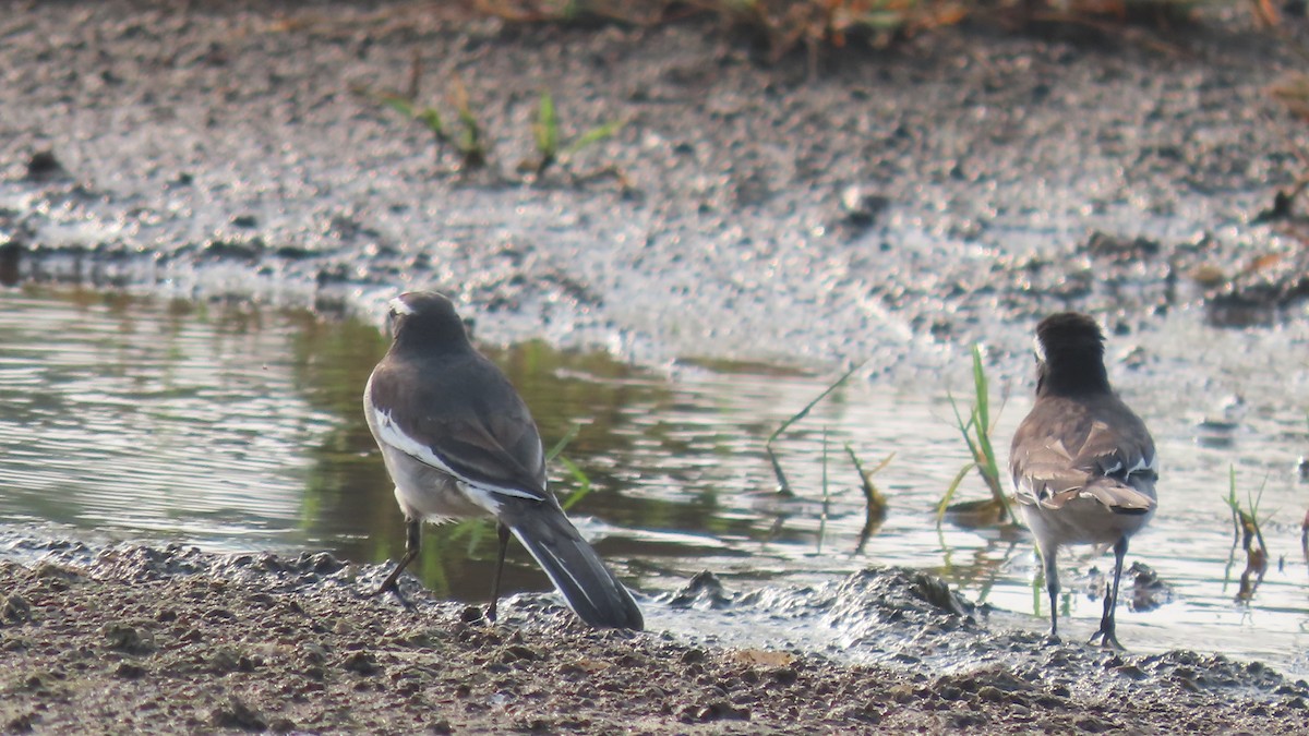 White-browed Wagtail - ML642694324