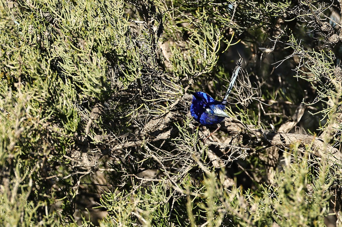 White-winged Fairywren - ML642694326