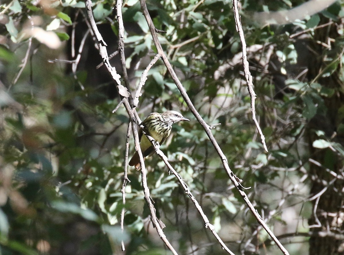 svovelbuktyrann - ML642694327