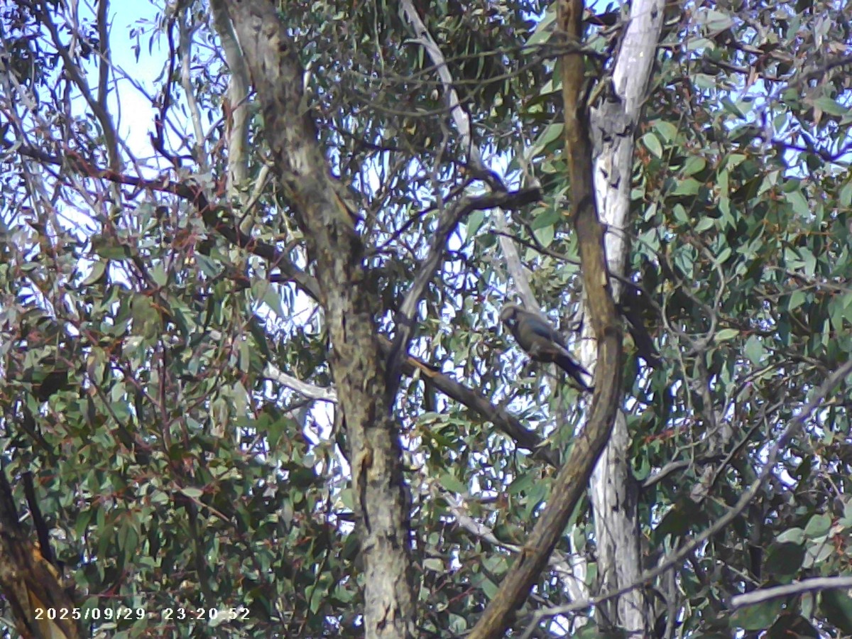 Dusky Woodswallow - ML642694334