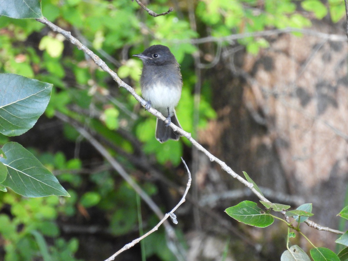 Black x Eastern Phoebe (hybrid) - ML642694336