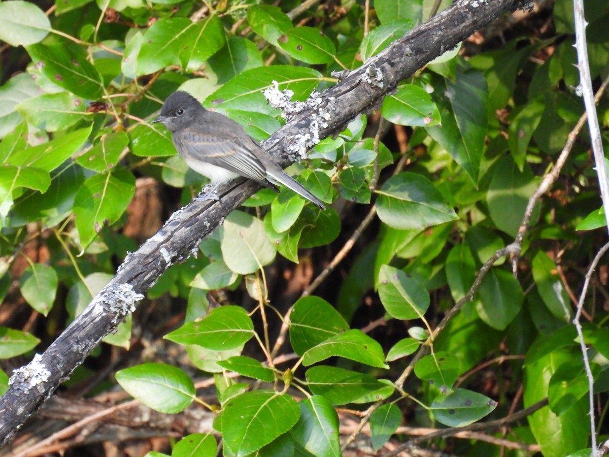 Black x Eastern Phoebe (hybrid) - ML642694337