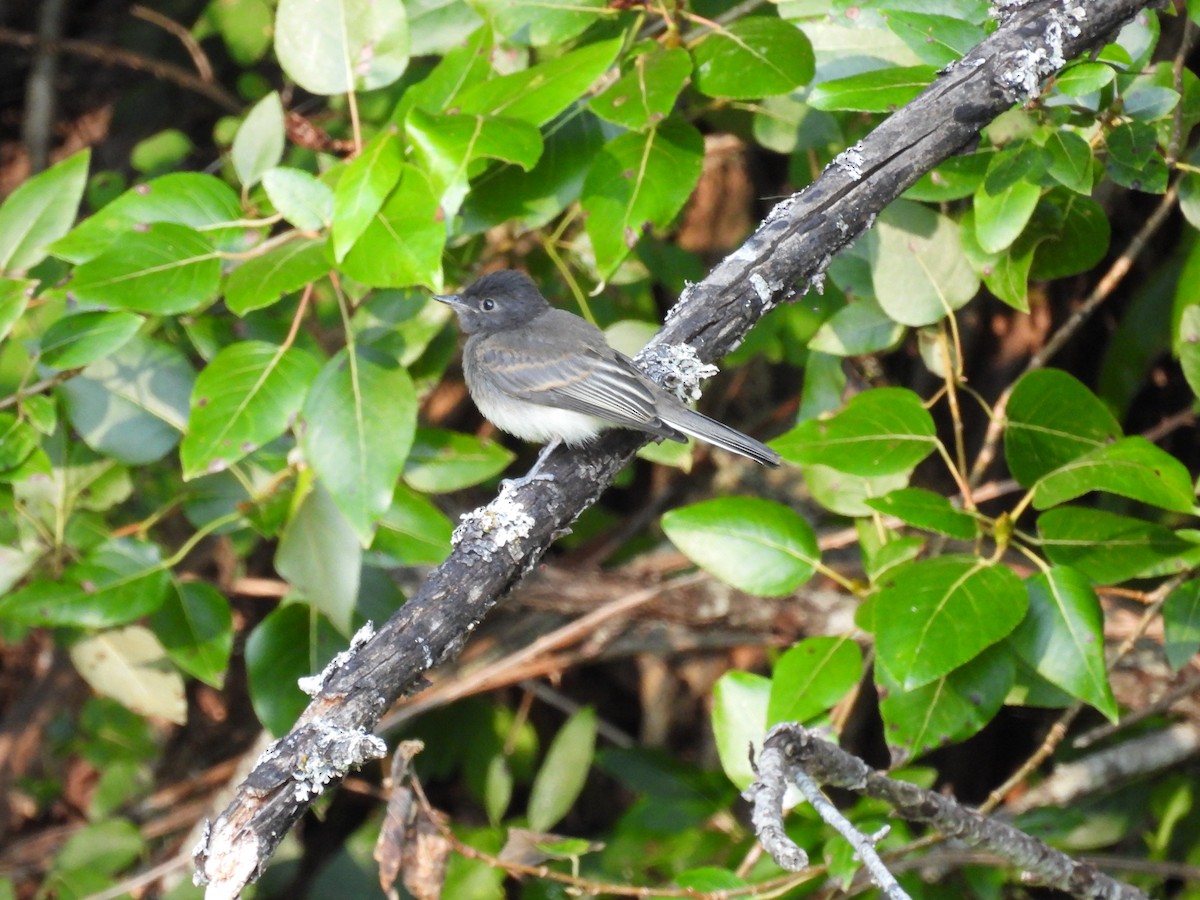 Black x Eastern Phoebe (hybrid) - ML642694341