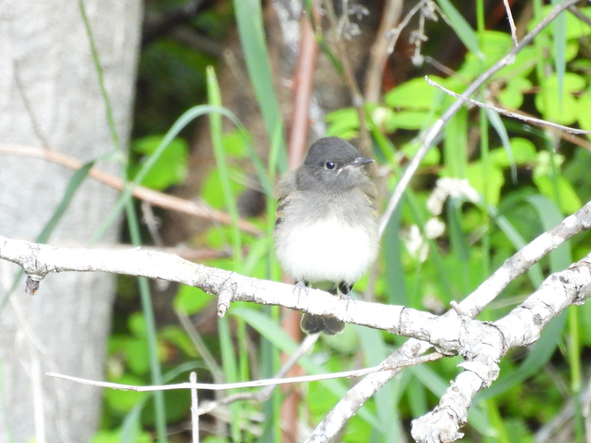 Black x Eastern Phoebe (hybrid) - ML642694345