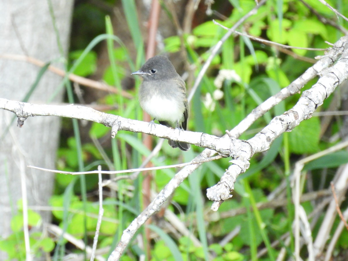 Black x Eastern Phoebe (hybrid) - ML642694348