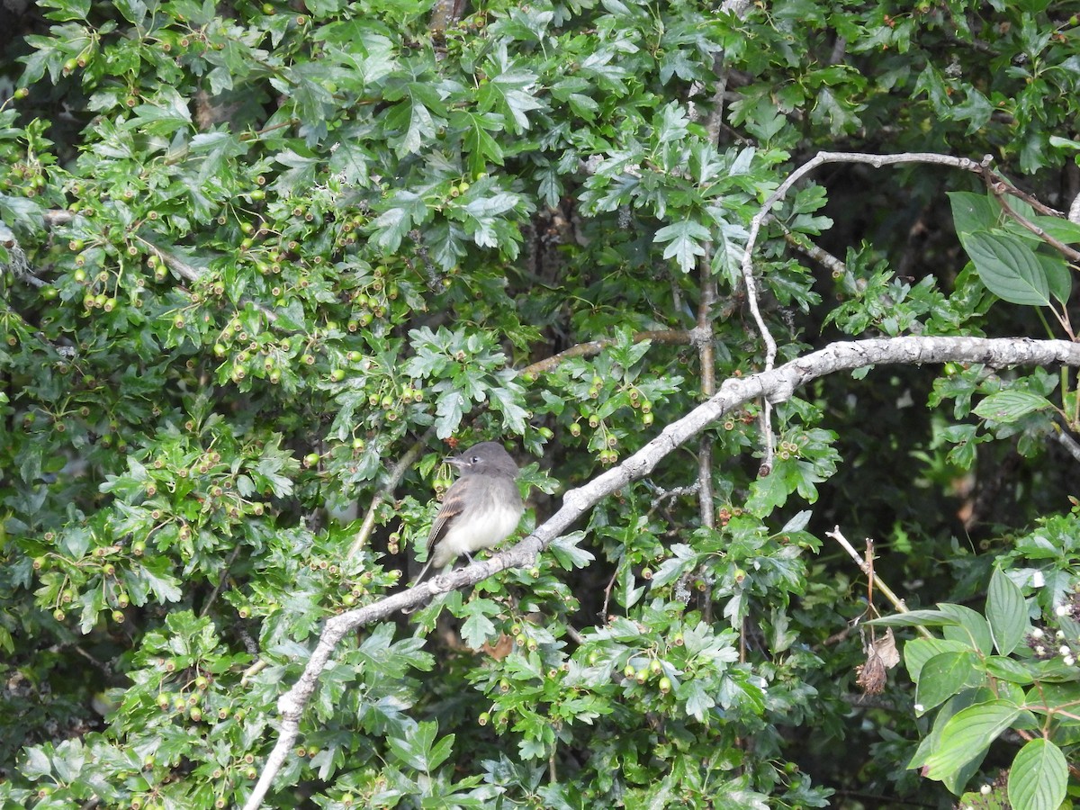 Black x Eastern Phoebe (hybrid) - ML642694350
