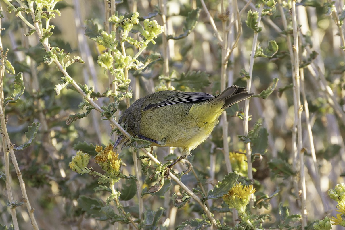 oransjekroneparula (celata/orestera) - ML642694383