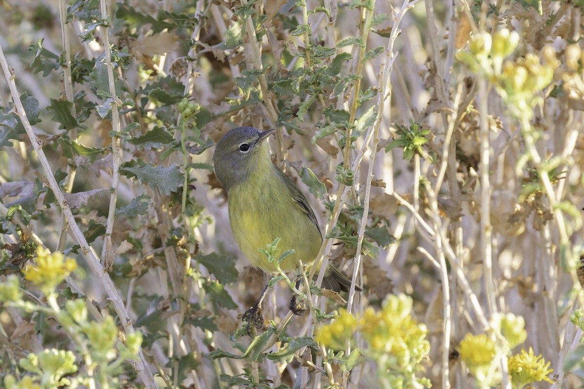 oransjekroneparula (celata/orestera) - ML642694384