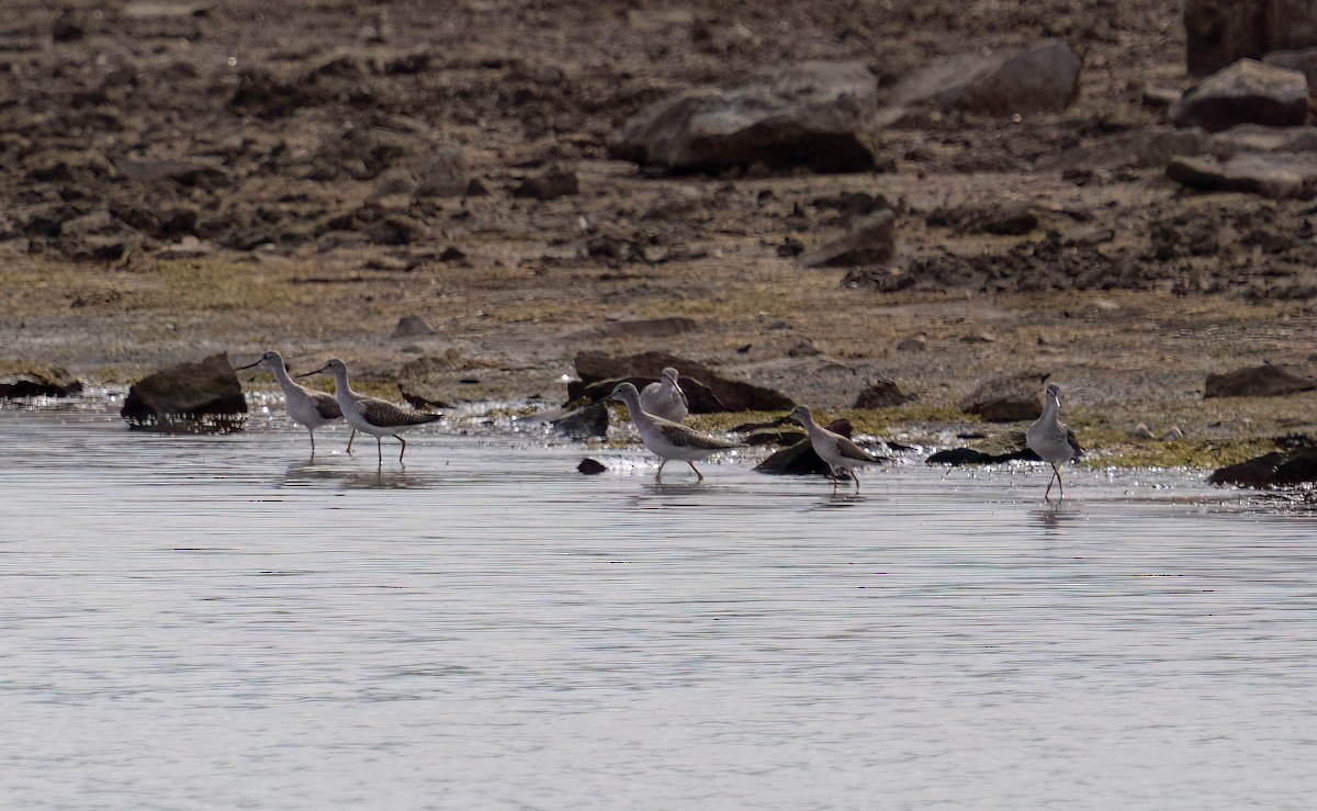 plystresnipe - ML642694390