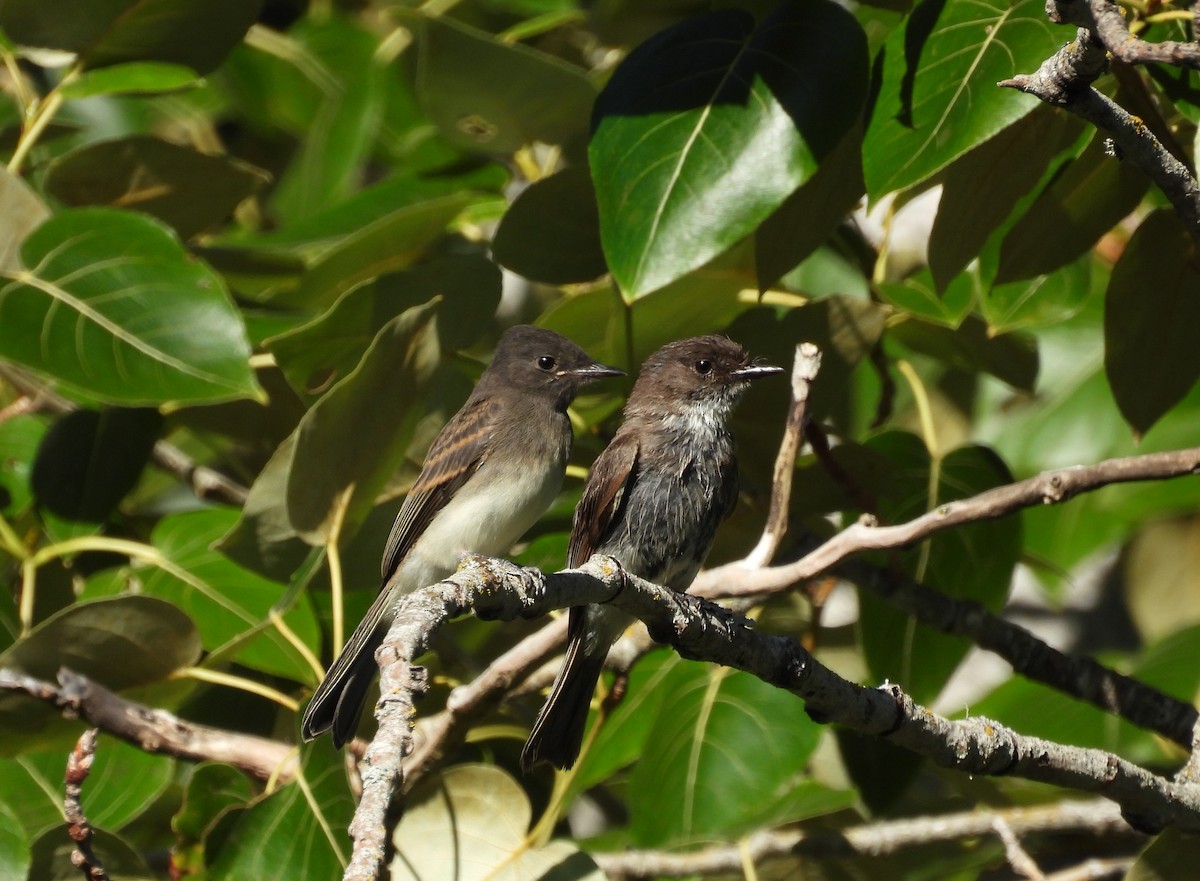 Black x Eastern Phoebe (hybrid) - ML642694409