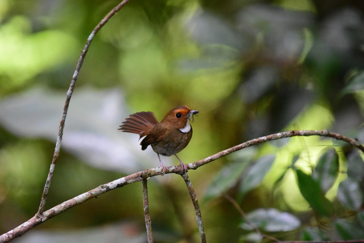 Rufous-browed Flycatcher - ML64269441