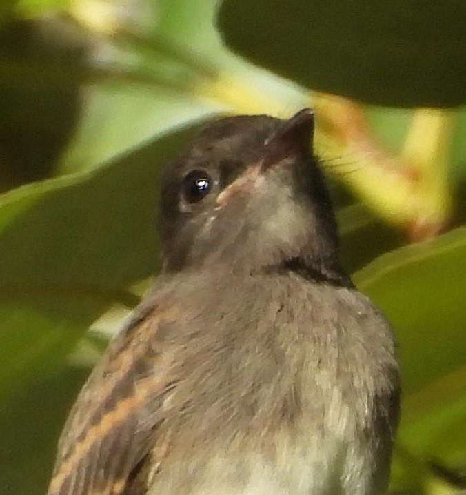 Black x Eastern Phoebe (hybrid) - ML642694412