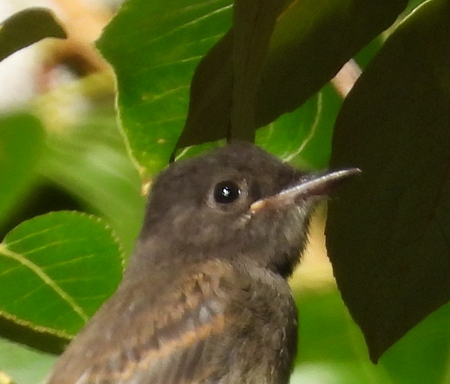 Black x Eastern Phoebe (hybrid) - ML642694417