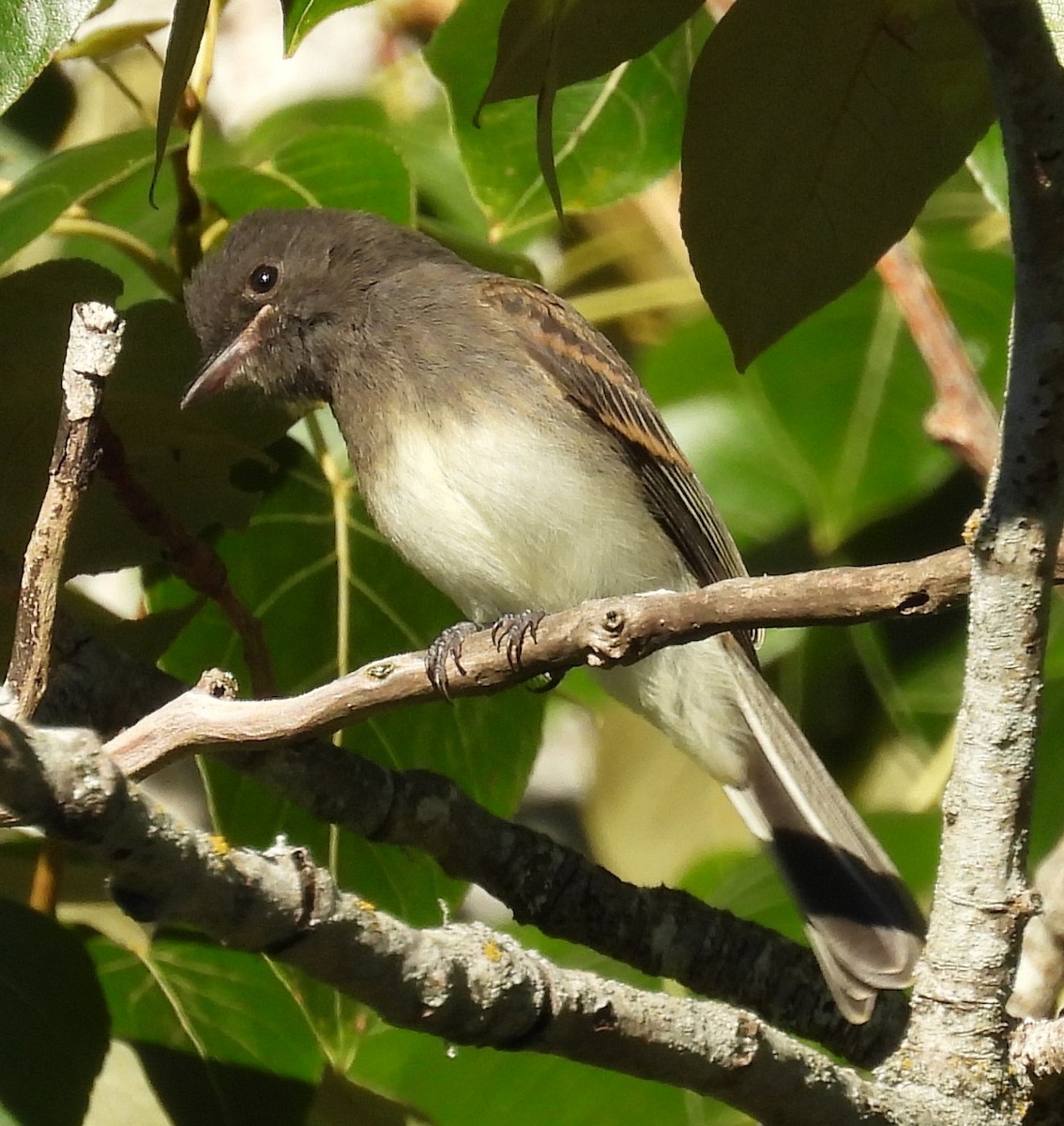 Black x Eastern Phoebe (hybrid) - ML642694419