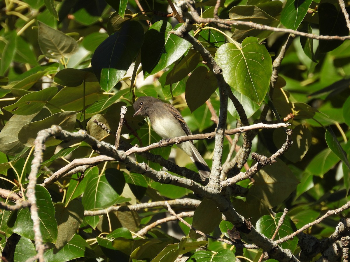 Black x Eastern Phoebe (hybrid) - ML642694422