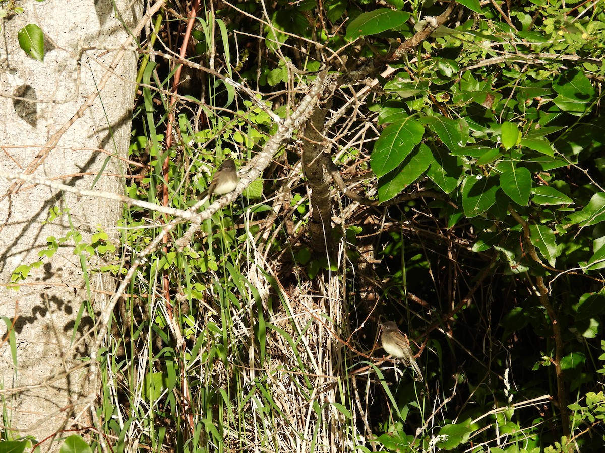 Black x Eastern Phoebe (hybrid) - ML642694425