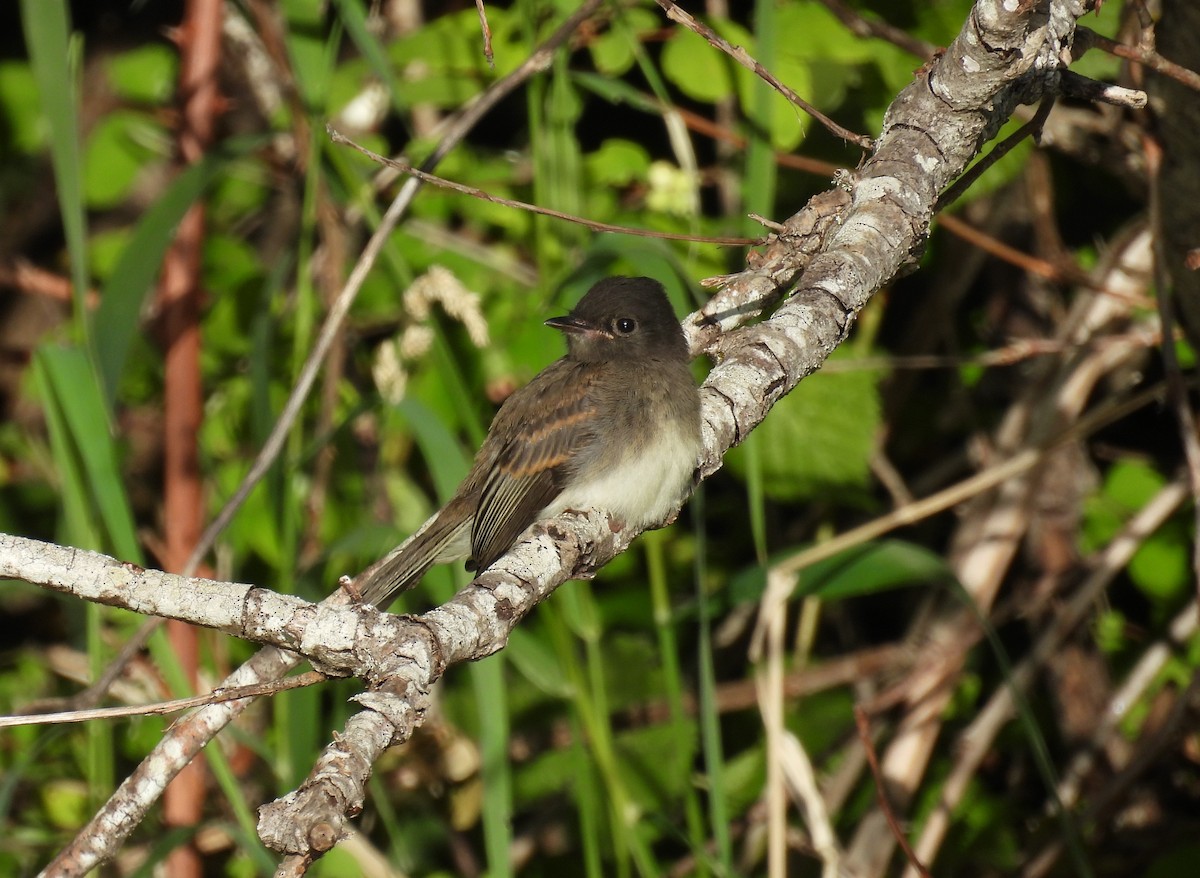 Black x Eastern Phoebe (hybrid) - ML642694426