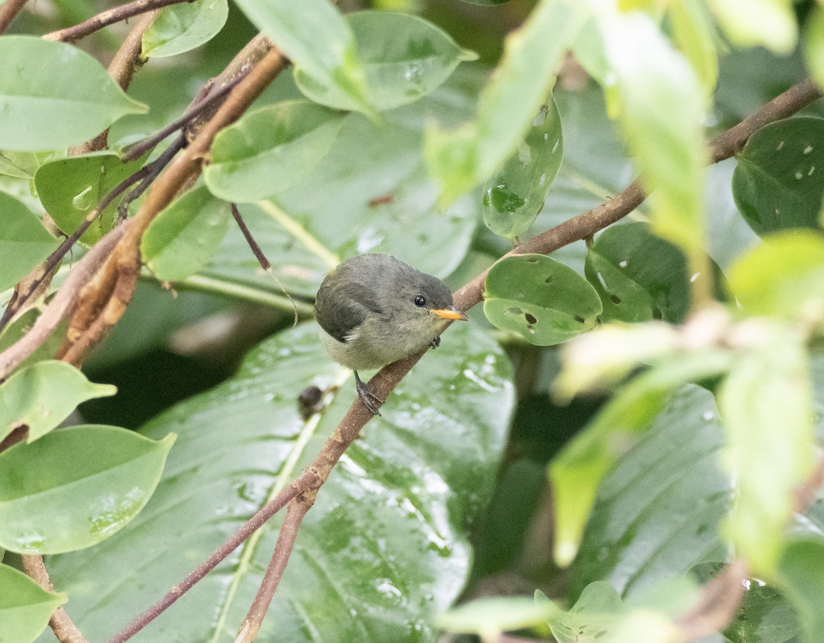 Black-sided Flowerpecker - ML642694429