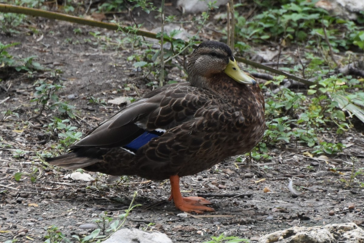 Mottled Duck - ML642694444
