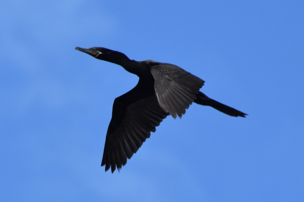 Neotropic Cormorant - ML642694463