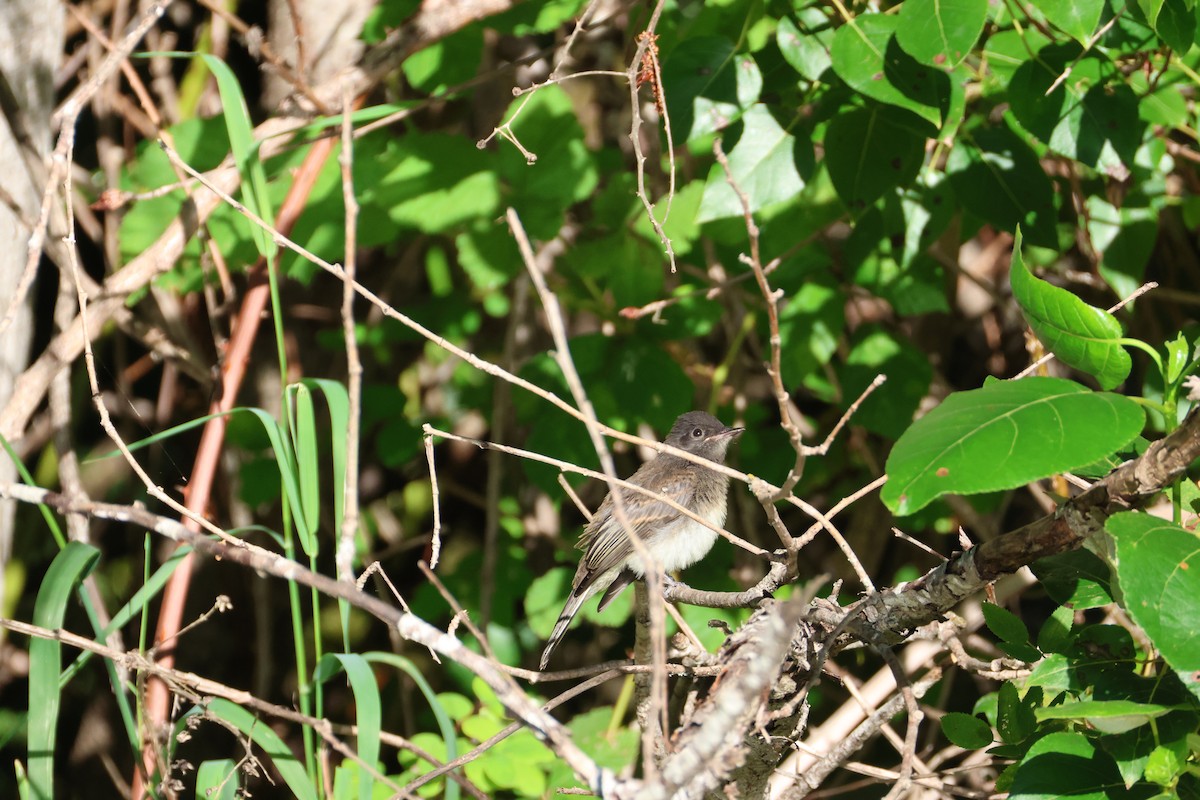 Black x Eastern Phoebe (hybrid) - ML642694477
