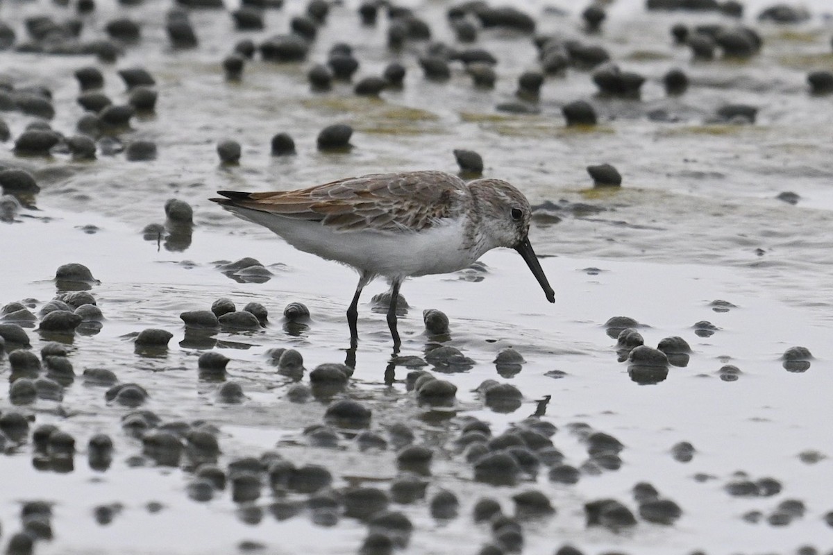 Western Sandpiper - ML642694480