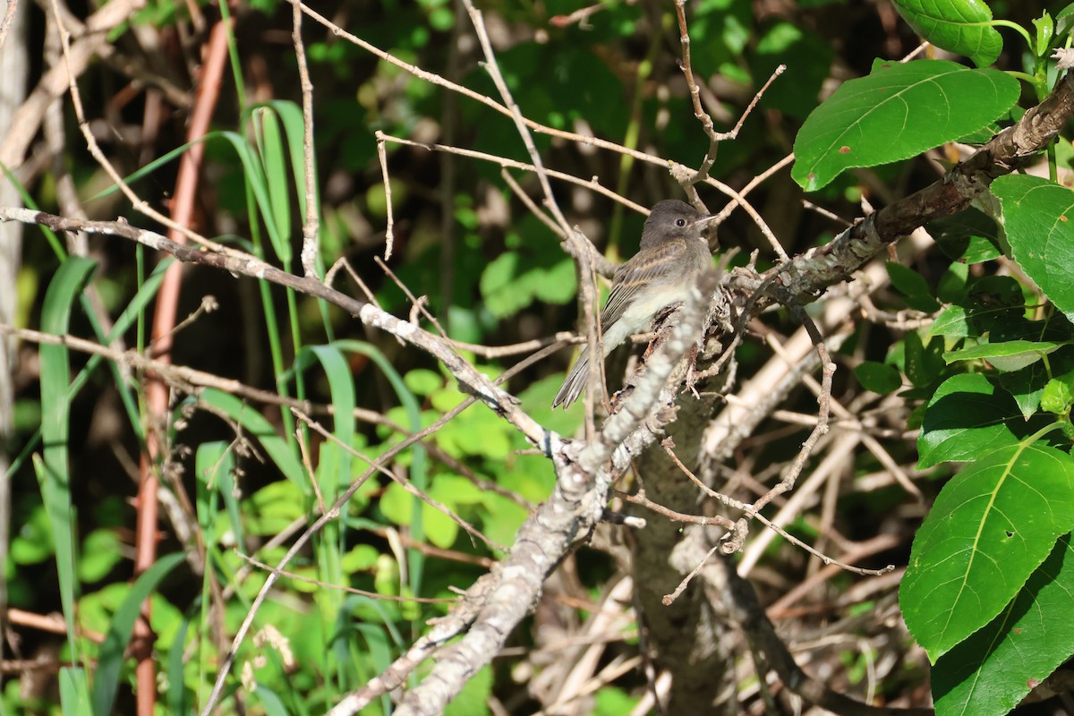 Black x Eastern Phoebe (hybrid) - ML642694482