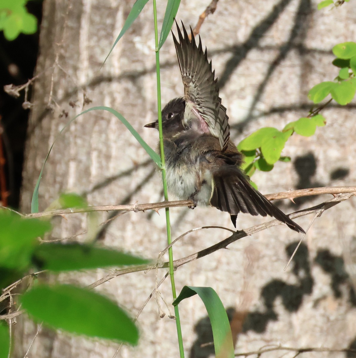 Black x Eastern Phoebe (hybrid) - ML642694495