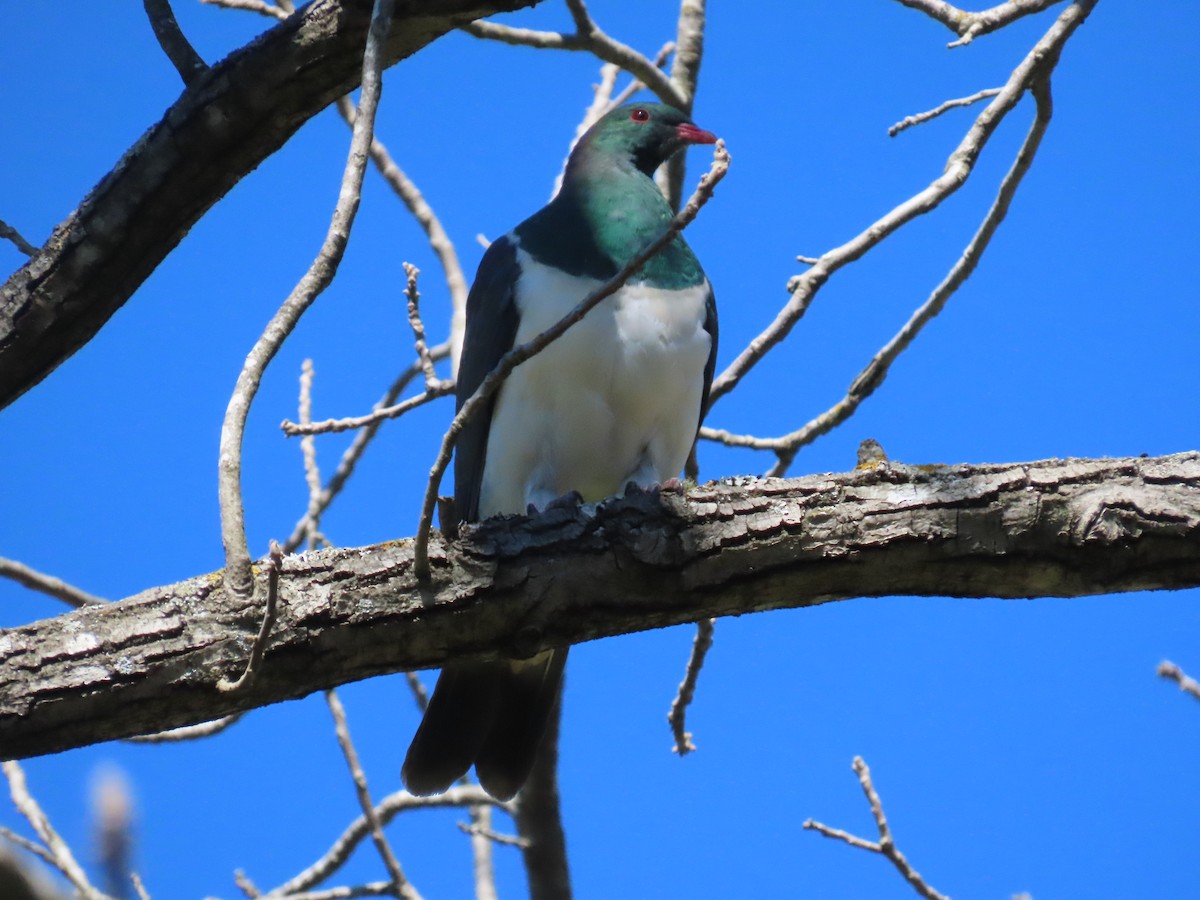 New Zealand Pigeon - ML642694496