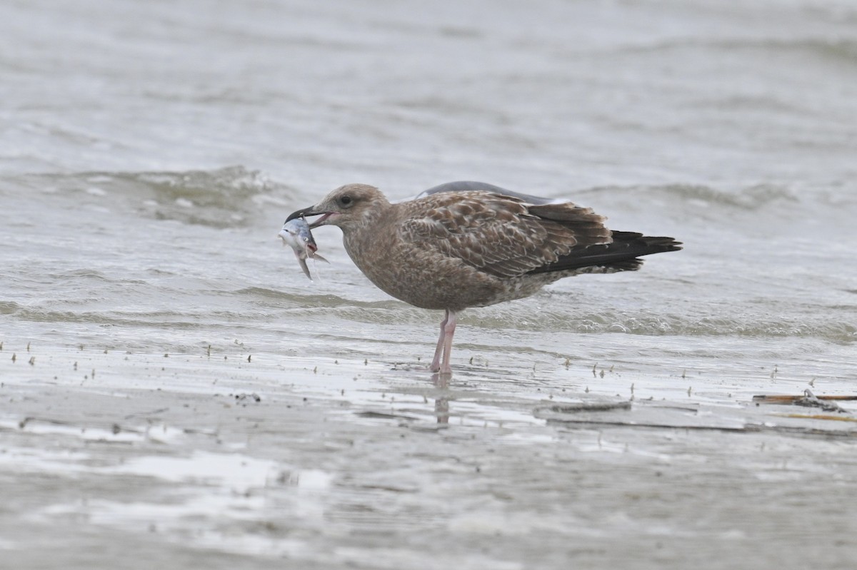 American Herring Gull - ML642694498